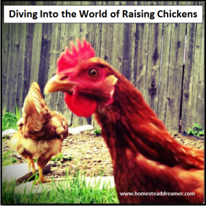 Diving into the World of Raising Chickens